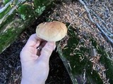 Hygrophorus bakerensis image