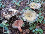 Lactarius rubrilacteus image