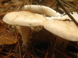 Hygrophorus pudorinus image