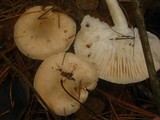 Hygrophorus pudorinus image