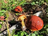 Suillus grevillei image