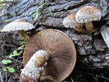 Hemipholiota populnea image