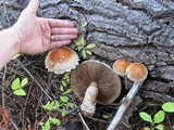 Hemipholiota populnea image