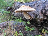 Hemipholiota populnea image