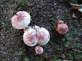 Hygrophorus erubescens image