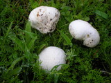 Bovista plumbea image