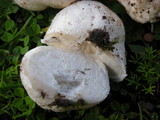 Bovista plumbea image