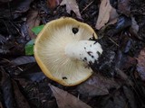 Lactarius croceus image