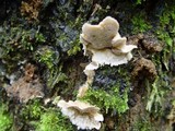 Cerrena unicolor image