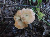 Lactarius thyinos image