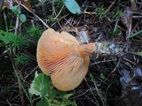 Lactarius thyinos image