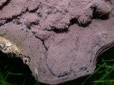 Calvatia cyathiformis image