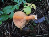 Lactarius thyinos image