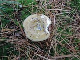 Russula clavipes image