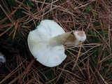 Russula clavipes image