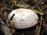 Agaricus bitorquis image