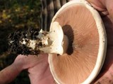 Agaricus bitorquis image