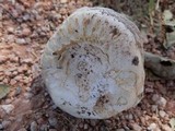 Agaricus bitorquis image