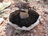 Agaricus bitorquis image