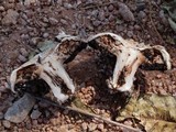 Agaricus bitorquis image