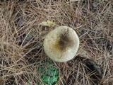 Russula clavipes image