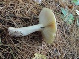 Russula clavipes image