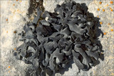 Thyrea confusa image