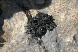 Thyrea confusa image