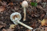 Chlorophyllum rachodes image