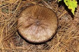 Suillus acidus image