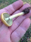 Hypholoma capnoides image