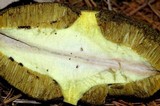 Suillus acidus image