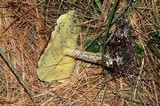 Suillus acidus image