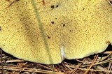 Suillus acidus image