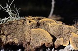 Porodaedalea cancriformans image