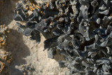 Thyrea confusa image