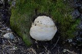 Inonotus dryadeus image