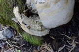 Inonotus dryadeus image