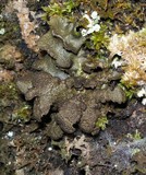 Melanohalea elegantula image