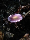 Cortinarius iodes image
