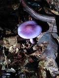 Cortinarius iodes image