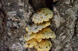 Pholiota abietis image