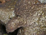 Melanohalea elegantula image