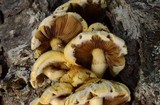 Pholiota abietis image