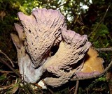 Gomphus clavatus image