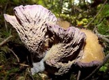 Gomphus clavatus image