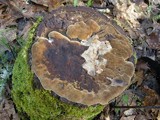Phellinus gilvus image
