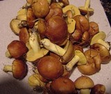 Suillus weaverae image