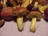 Suillus weaverae image