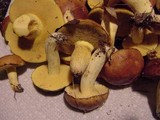 Suillus weaverae image